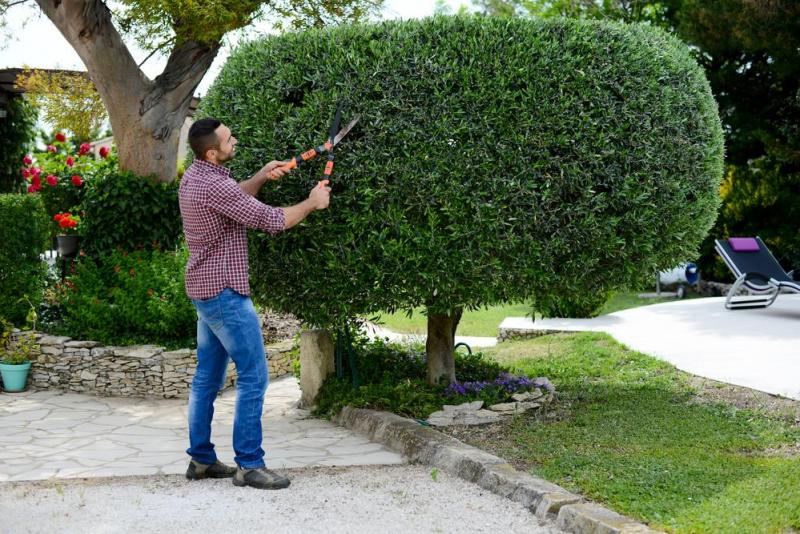 Taille des arbustes &agrave; Cernay, quel entretien pour garder un jardin harmonieux ?